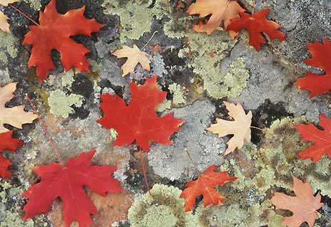 Осенние листья (фото)